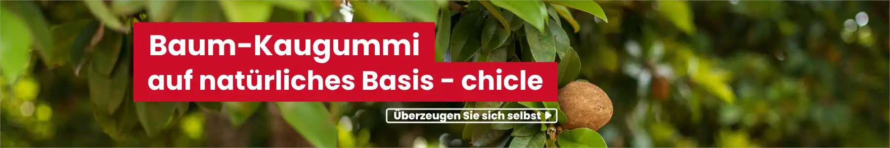 Kaugummi aus Bäumen (Sapodilla) mit natürlicher Basis - Chicle
