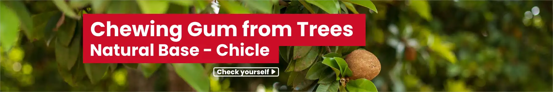 Chewing Gum from Sapodilla Trees with Natural Base - Chicle