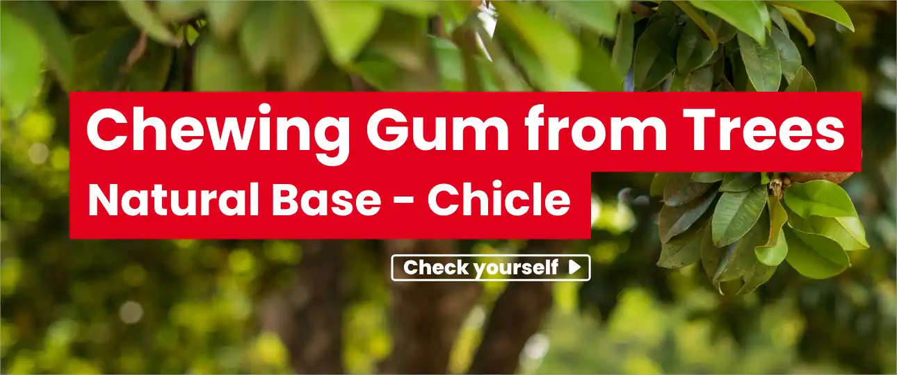 Chewing Gum from Sapodilla Trees with Natural Base - Chicle