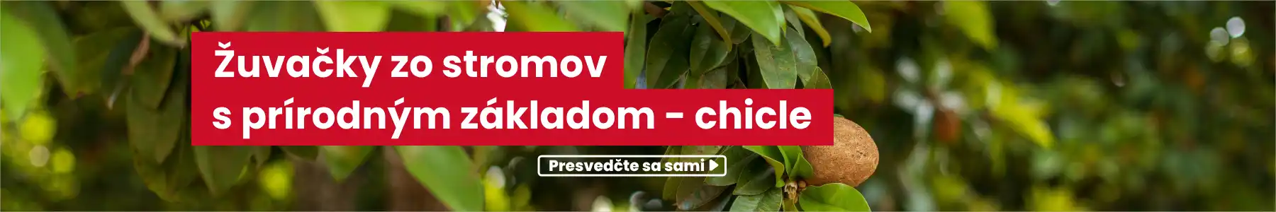 Žuvačky zo stromu Sapodilla na báze prírodného kaučuku - chicle